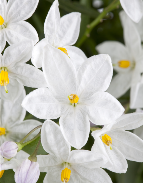 Solanum jasminoides 