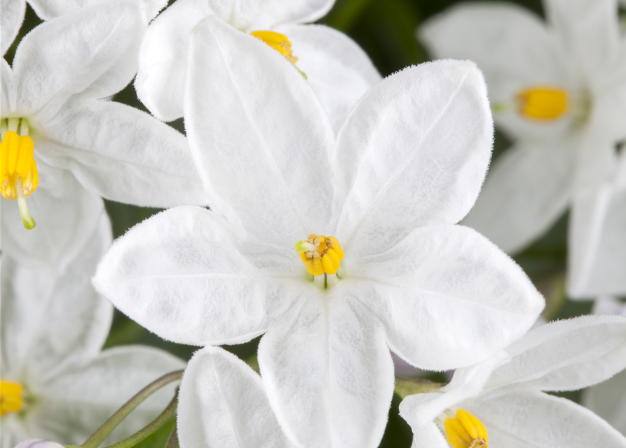 Solanum jasminoides 