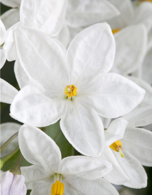 Solanum jasminoides 
