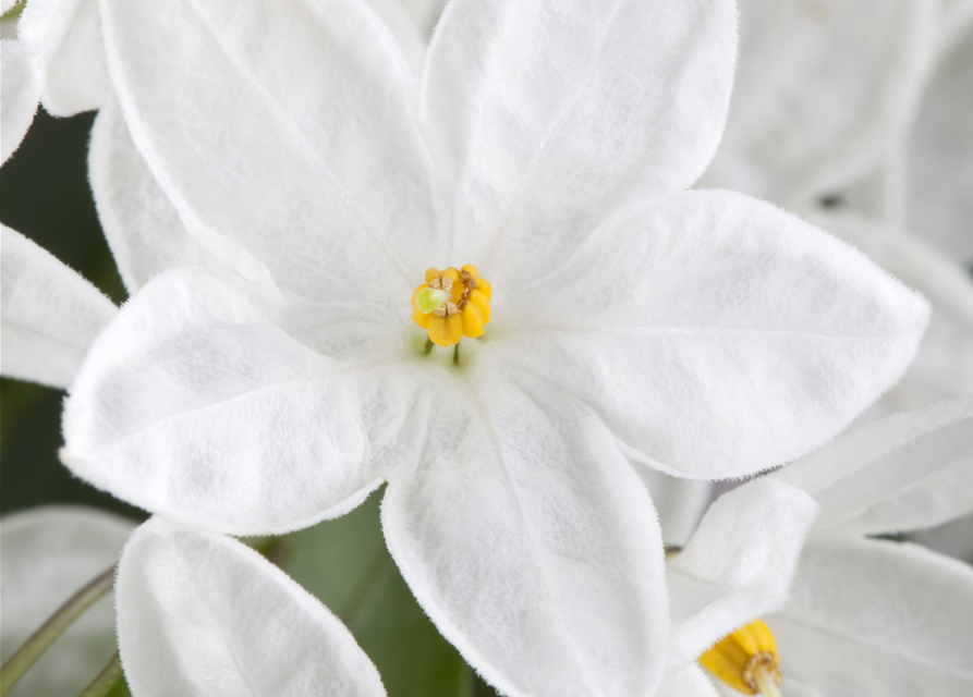 Solanum jasminoides 