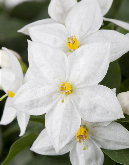 Solanum jasminoides 