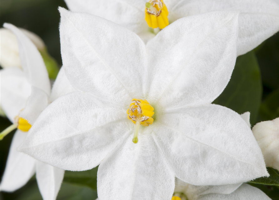 Solanum jasminoides 