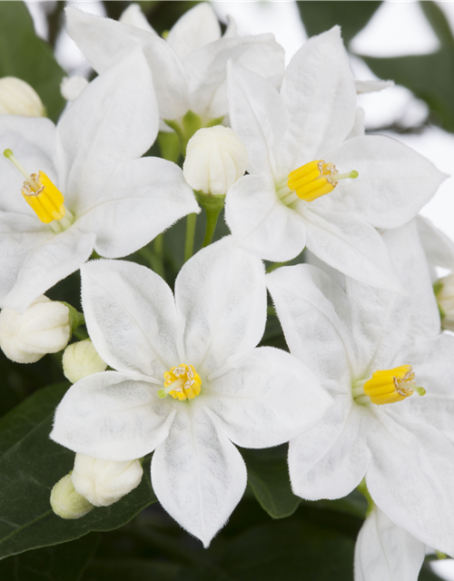 Solanum jasminoides 