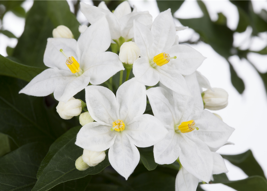Solanum jasminoides 
