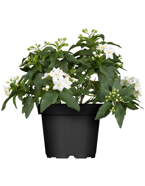 Solanum jasminoides 