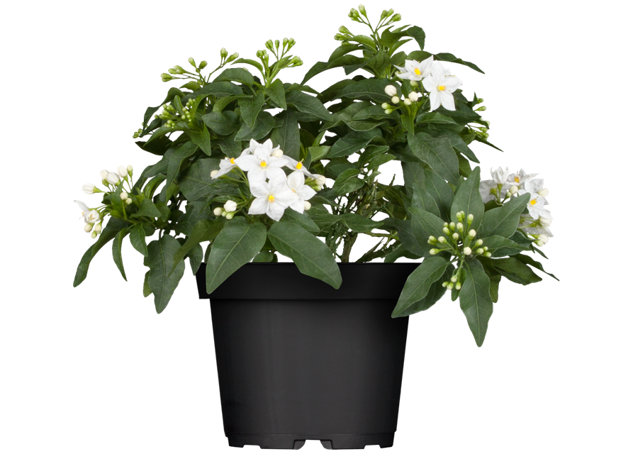 Solanum jasminoides 