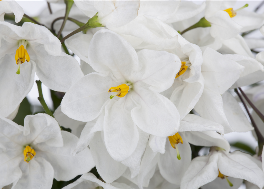 Solanum jasminoides 