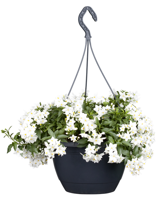 Solanum jasminoides 