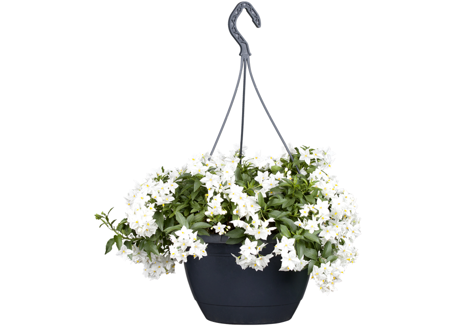 Solanum jasminoides 