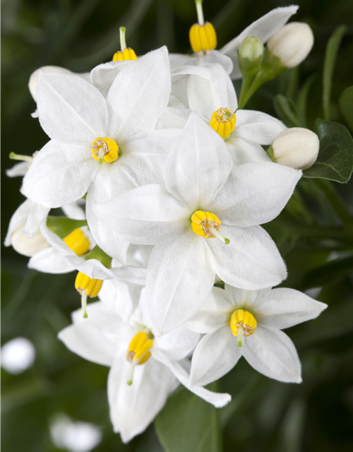 Solanum jasminoides 