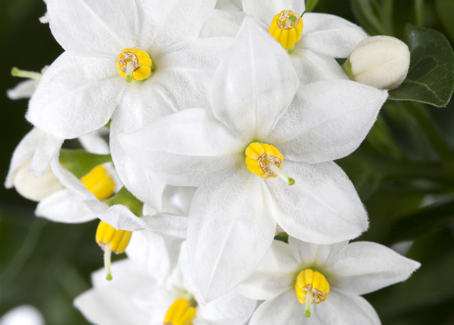 Solanum jasminoides 