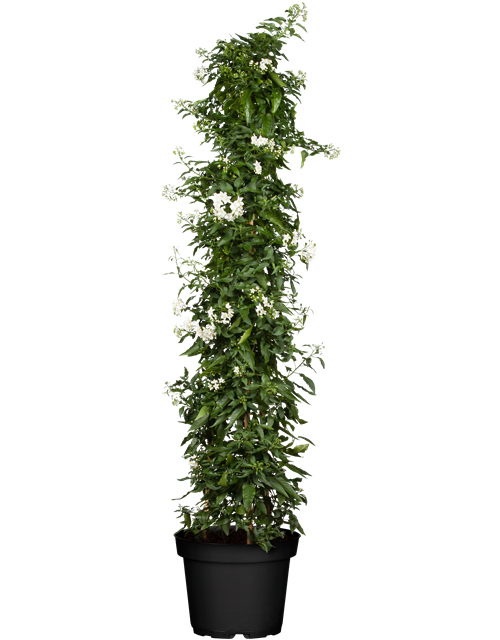 Solanum jasminoides 