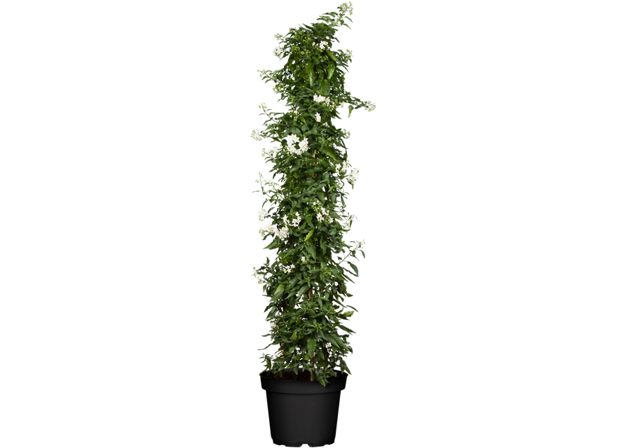 Solanum jasminoides 