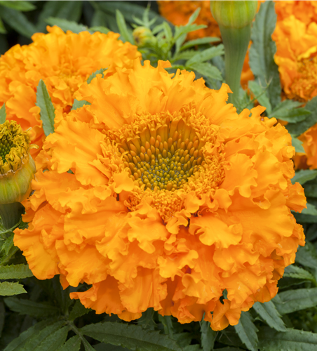 Studentenblume