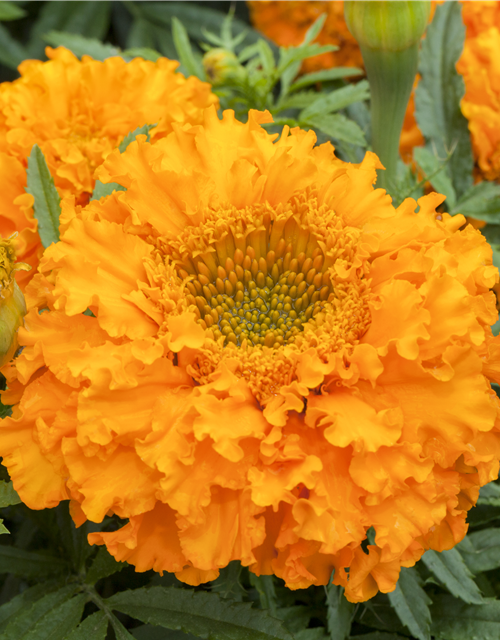 Studentenblume