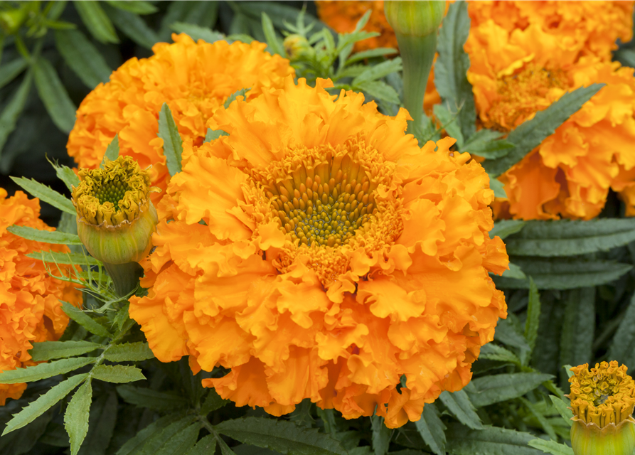 Studentenblume