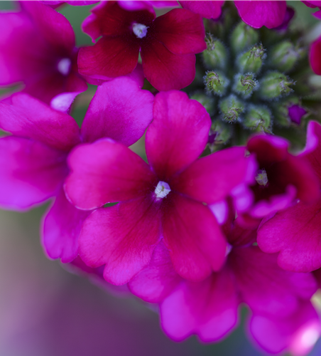 Verbena Hybride i.S.