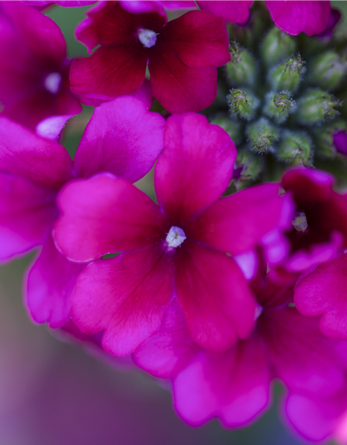 Verbena Hybride i.S.