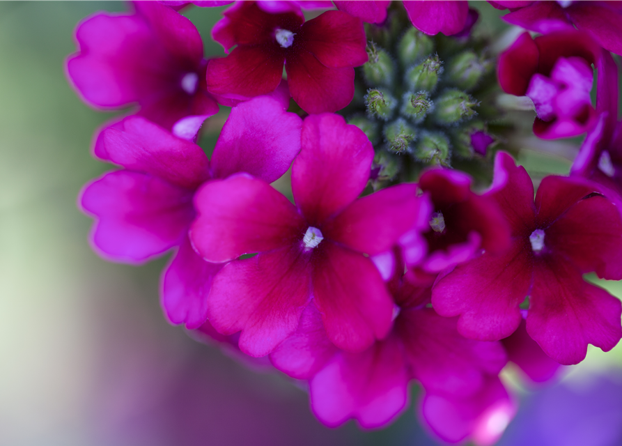 Verbena Hybride i.S.