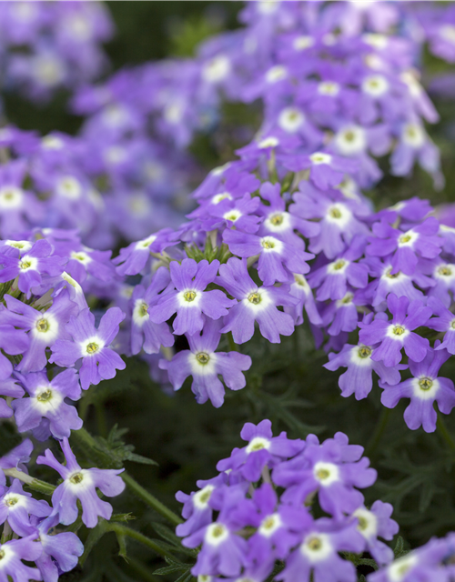Verbena Hybride i.S.