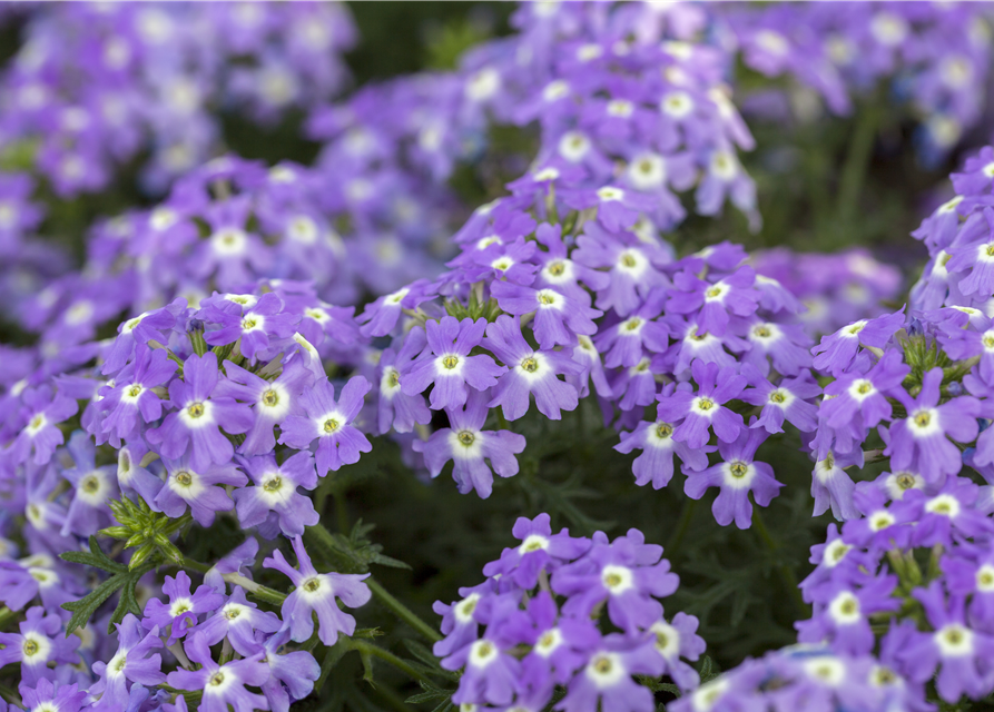 Verbena Hybride i.S.