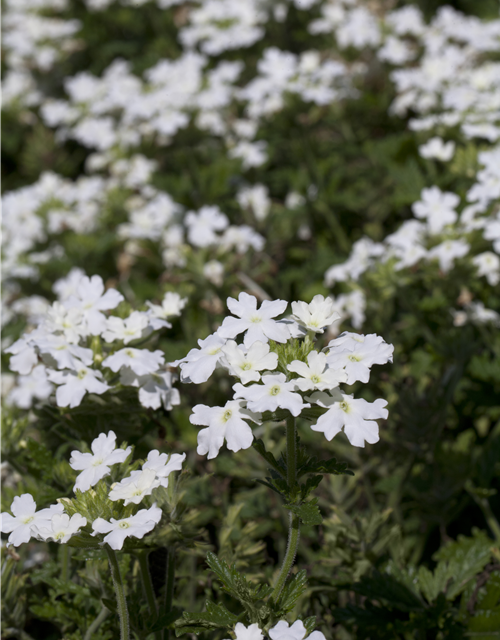 Verbena Hybride i.S.