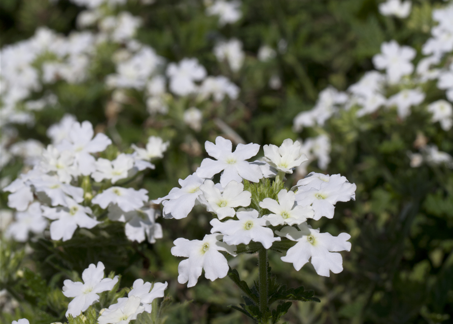 Verbena Hybride i.S.