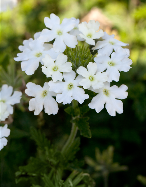 Verbena Hybride i.S.