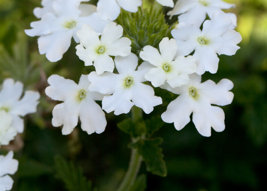 Verbena Hybride i.S.