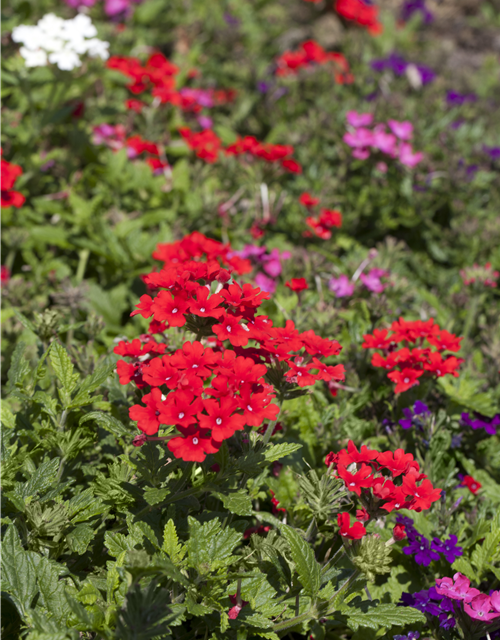 Verbena Hybride i.S.