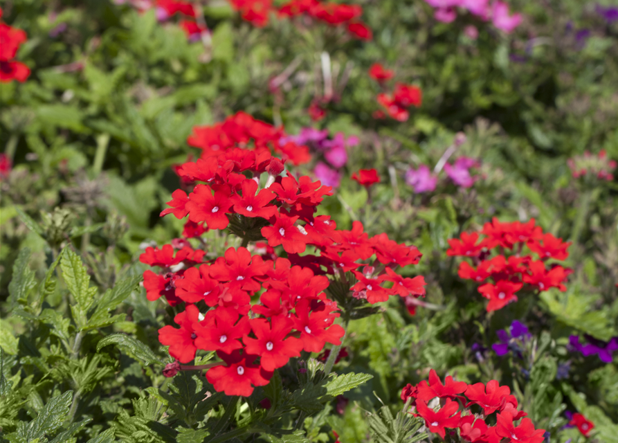 Verbena Hybride i.S.
