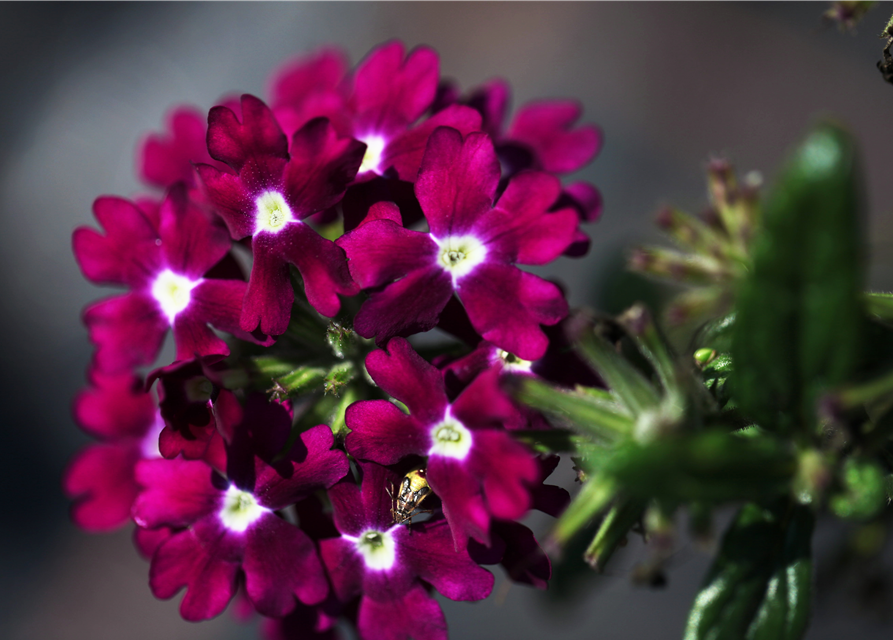 Verbena Hybride i.S.