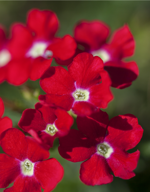 Verbena Hybride i.S.