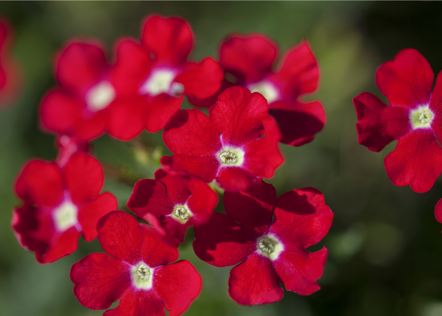 Verbena Hybride i.S.