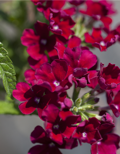 Verbena Hybride i.S.