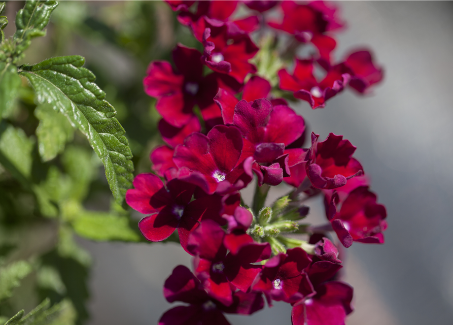 Verbena Hybride i.S.