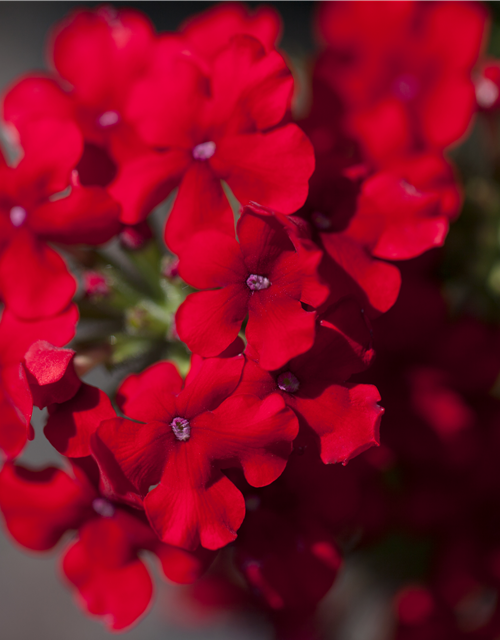 Verbena Hybride i.S.