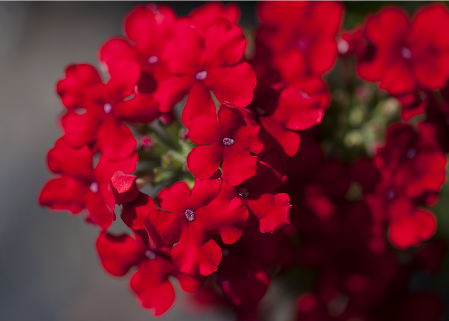 Verbena Hybride i.S.