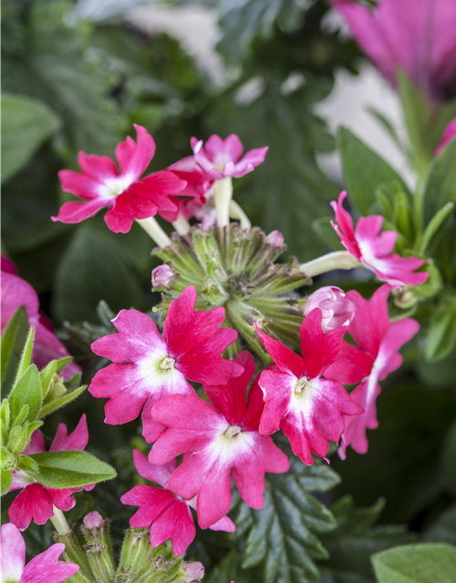 Verbena Hybride i.S.