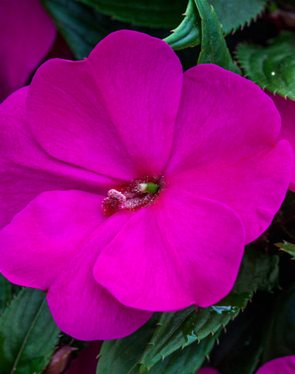 Impatiens Neu-Guinea- Hybr. T 11