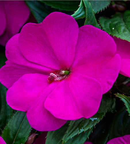 Impatiens Neu-Guinea- Hybr. T 11
