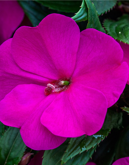 Impatiens Neu-Guinea- Hybr. T 11
