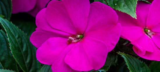 Impatiens Neu-Guinea- Hybr. T 11