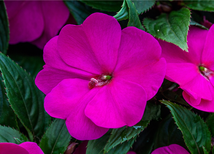 Impatiens Neu-Guinea- Hybr. T 11