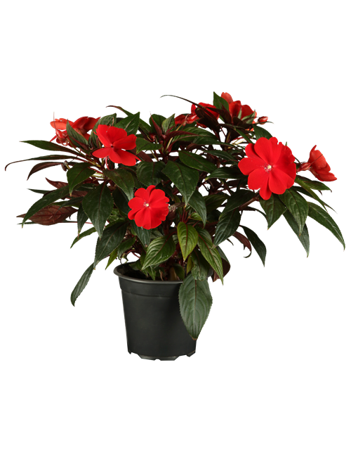 Impatiens Neu-Guinea- Hybr. T 11