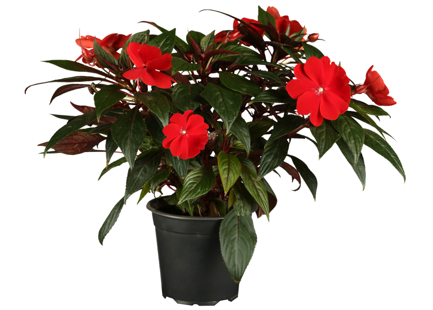 Impatiens Neu-Guinea- Hybr. T 11