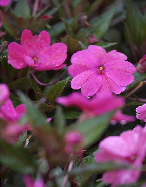 Impatiens Neu-Guinea- Hybr. T 11