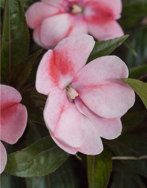 Impatiens Neu-Guinea- Hybr. T 11