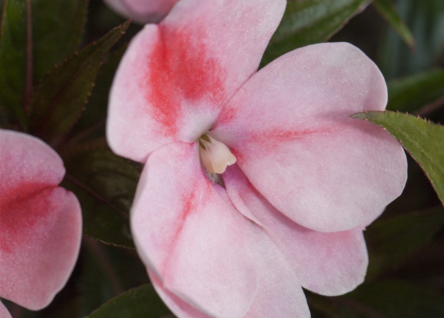 Impatiens Neu-Guinea- Hybr. T 11