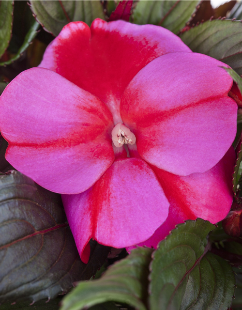 Impatiens Neu-Guinea- Hybr. T 11